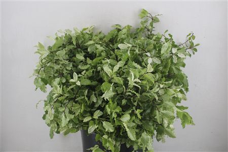 Pittosp Nevato Wit 150gr P Bunch