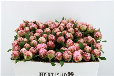 Paeo L Sarah Bernhardt