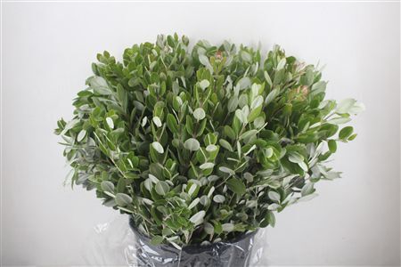Pittosp Ralphi Leaves 400gr P Bunch