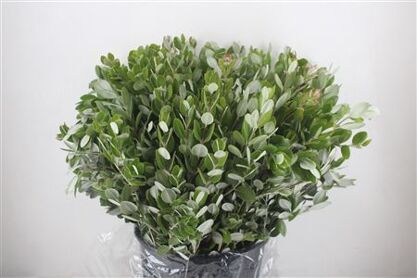 Pittosp Ralphi Leaves 400gr P Bunch