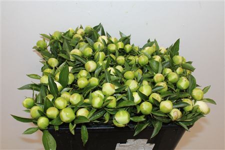 Paeo L Duchesse De Nemours