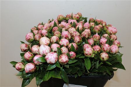 Paeo L Sarah Bernhardt