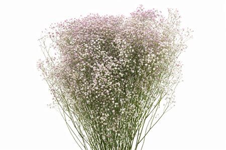 Dried Gyps Light Pink Bunch