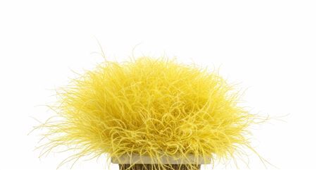 Dried Stypha Penata Yellow10 Toef) Bunch