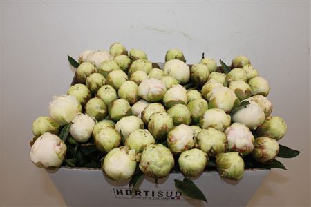 Paeo L Bowl Of Cream