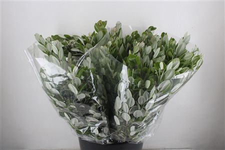 Pittosp Ralphi Leaves 200gr P Bunch