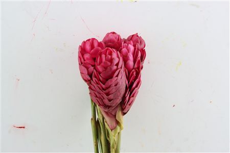 Alpinia Purpurata