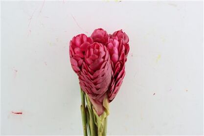 Alpinia Purpurata
