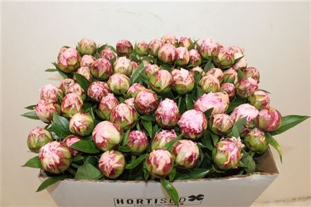 Paeo L Sarah Bernhardt