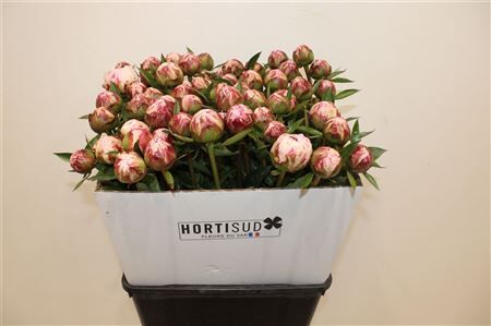 Paeo L Sarah Bernhardt