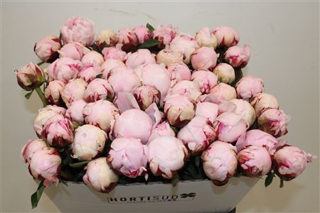 Paeo L Reine Hortense Rose