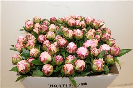 Paeo L Sarah Bernhardt