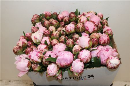 Paeo L Sarah Bernhardt