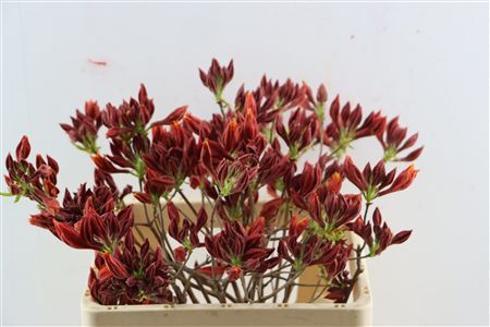 Rhodo ( Azalea ) Dark Orange 50cm P Stem