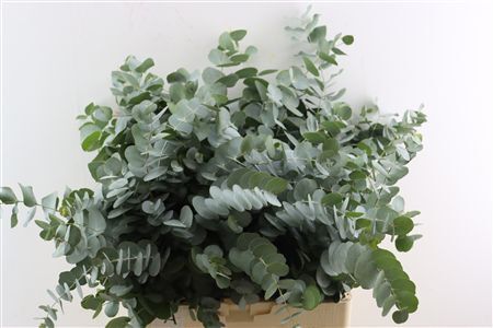 Euca Cinerea 300gr South Africa P Bunch