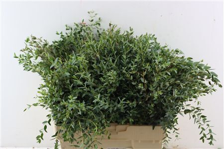 Euca Parvifolia 300gr S A P Bunch