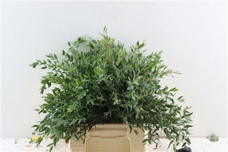 Euca Parvifolia Short 150gr S A P Bunch