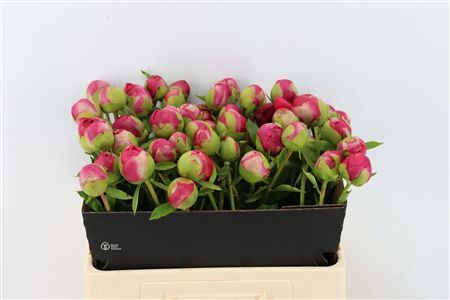 Paeo L Command Performance