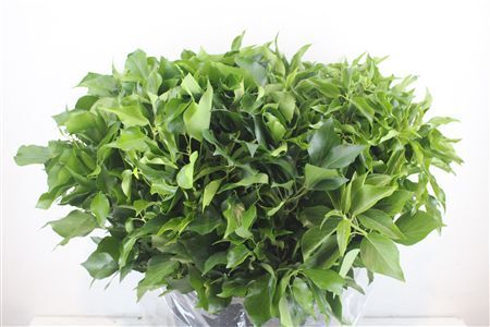 Hedera-blatt P/b 400gr