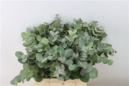 Euca Cinerea 45 Cm P Stem