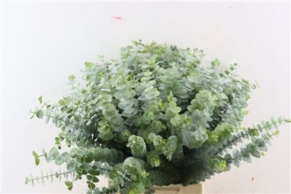 Euca Baby Blue 45cm Per Tak
