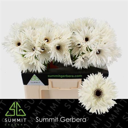 Ge Gr Spi Garden Ghost