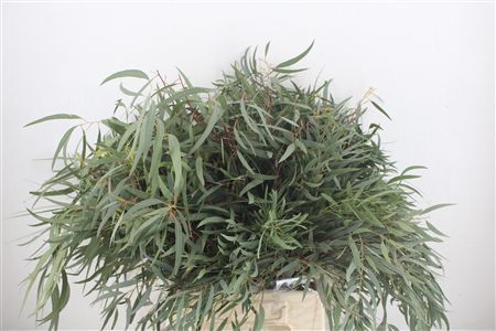 Euca Nicoly Short 150gr P Bunch