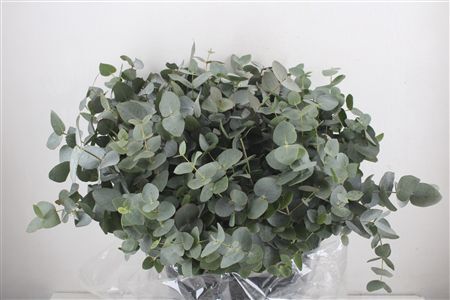 Euca Cinerea Short 300gr P Bunch