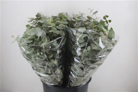 Cinerea Kurz 150gr