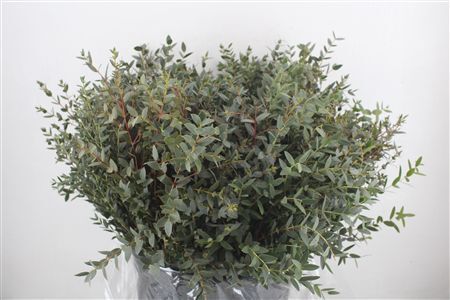 Euca Parvifolia Short 400gr P Bunch