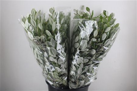 Pittosp Ralphi Leaves 200gr P Bunch