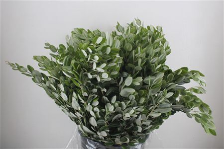 Pittosp Ralphi Leaves 400gr P Bunch