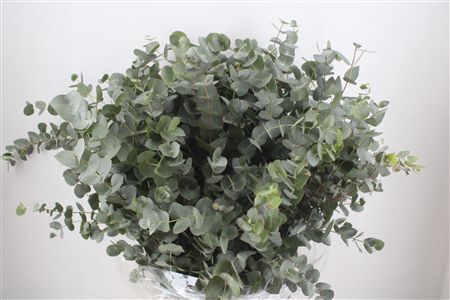 Euca Cinerea 300gr P Bunch