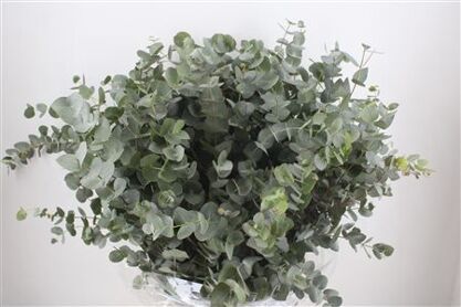 Euca Cinerea 300gr P Bunch