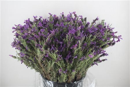 Lavendel Fresh P Bunch