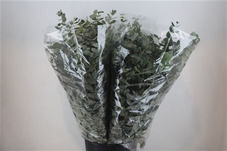 Euca Cinerea 200gr P Bunch