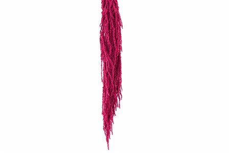 Pres Amaranthus Caud Cerise Bunch