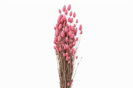 Dried Phalaris X5 Frosted L. Pink Bunch