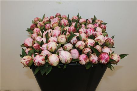 Paeo L Sarah Bernhardt Extra