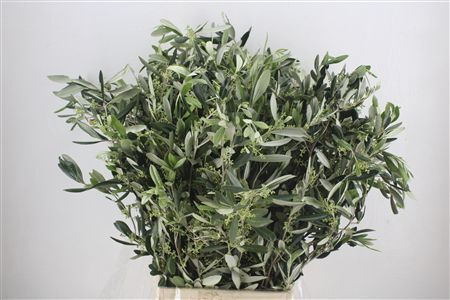 Olive 300gr P/b