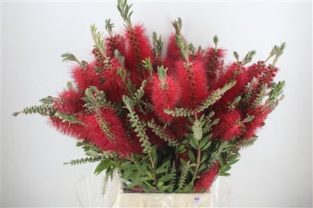 Callistemon P Bunch
