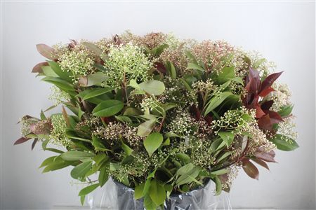 Photinia Red Robin Flower P Bunch