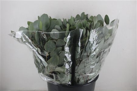 Euca Populus Short 150gr P Bunch