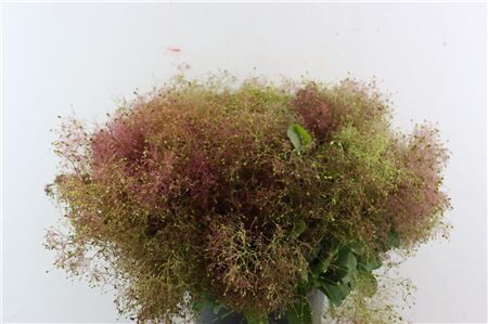 Cotinus Pruik P Bunch