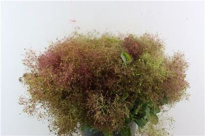 Cotinus Pruik P Bunch