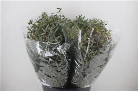 Euca Parvifolia Short 150gr P Bunch