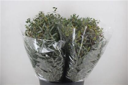 Euca Parvifolia Short 150gr P Bunch