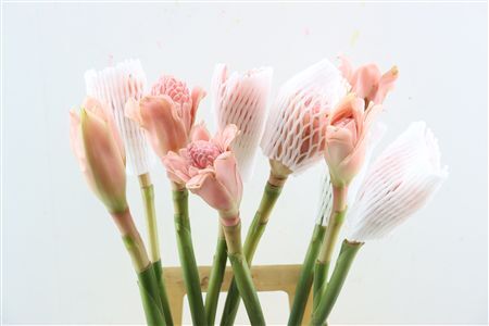 Etlingera Elatior Pink
