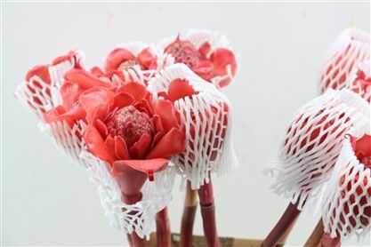 Etlingera Elatior Red