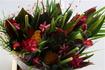 Bq Round Topic Heliconia Albatros
